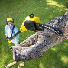 Best Stump Grinding and Removal  in Bear Rocks, PA