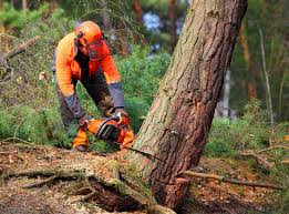 How Our Tree Care Process Works  in  Bear Rocks, PA