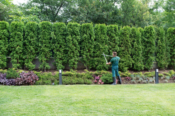 Best Tree Fertilization Services  in Bear Rocks, PA