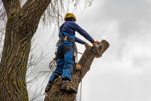 Best Leaf Removal Services  in Bear Rocks, PA