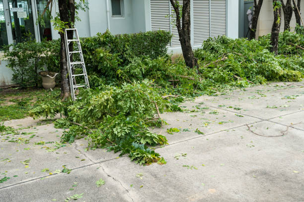 Bear Rocks, PA  Tree Services Company