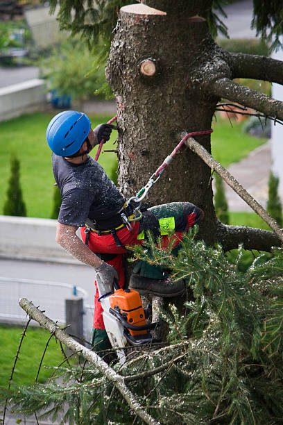 Best Palm Tree Trimming  in Bear Rocks, PA