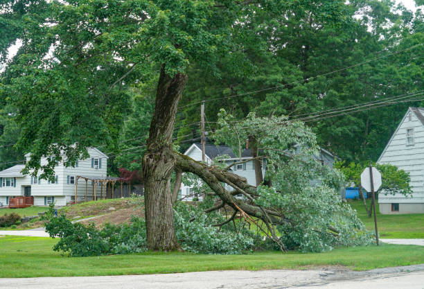 Best Emergency Tree Removal Services  in Bear Rocks, PA