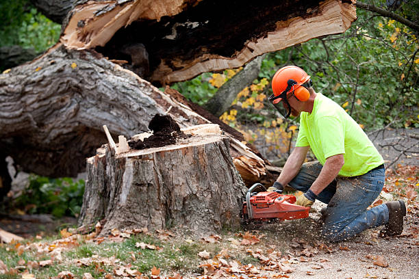 Best Tree Disease Treatment  in Bear Rocks, PA