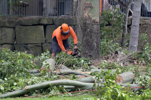 Best Storm Damage Tree Cleanup  in Bear Rocks, PA