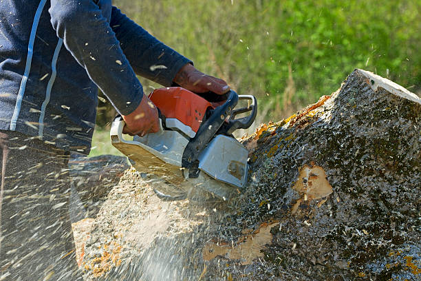 Best Seasonal Cleanup (Spring/Fall)  in Bear Rocks, PA