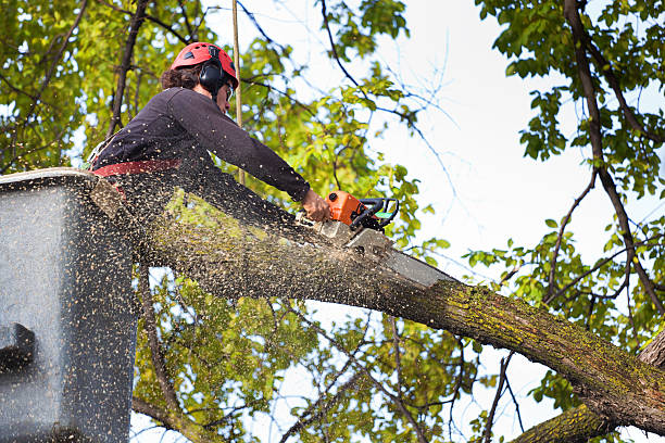 Best Lawn Pest Prevention  in Bear Rocks, PA